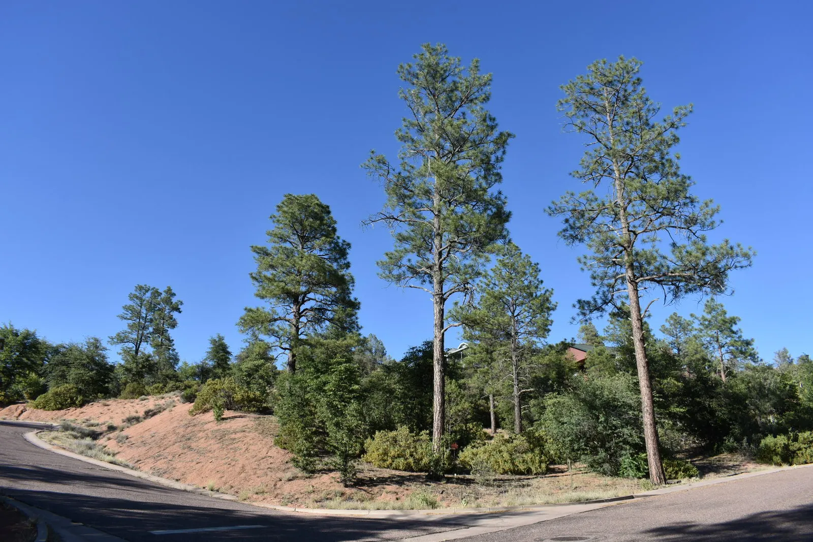 LOT 19 E PINE RIDGE Drive, Star Valley, AZ 85541 — Photo 1 of 7