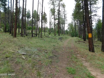 13 N2151, Alpine, AZ 85920