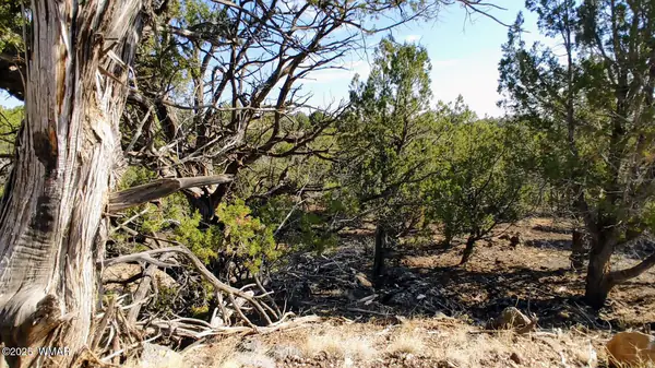 1849 Rocky Bottom Place, Show Low, AZ 85901