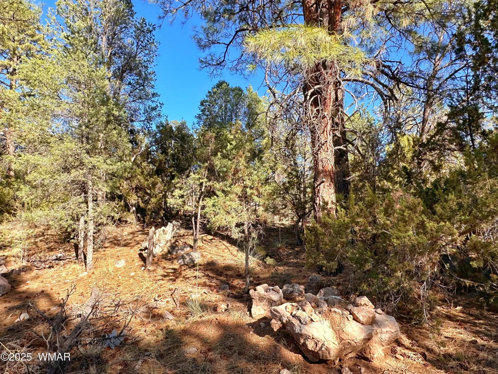 3377 Mogollon Drive, Overgaard, AZ 85933 — Photo 1 of 3