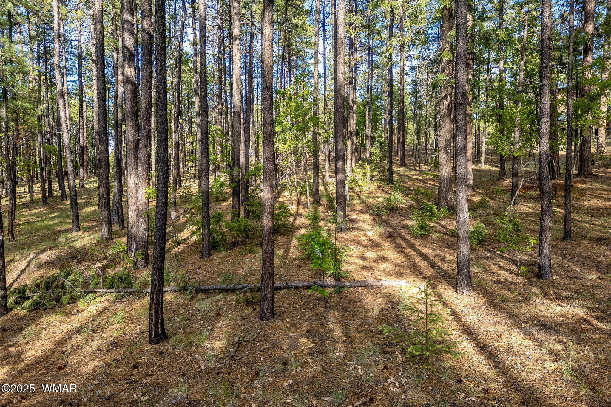 15 Co Rd 2083, Alpine, AZ 85920