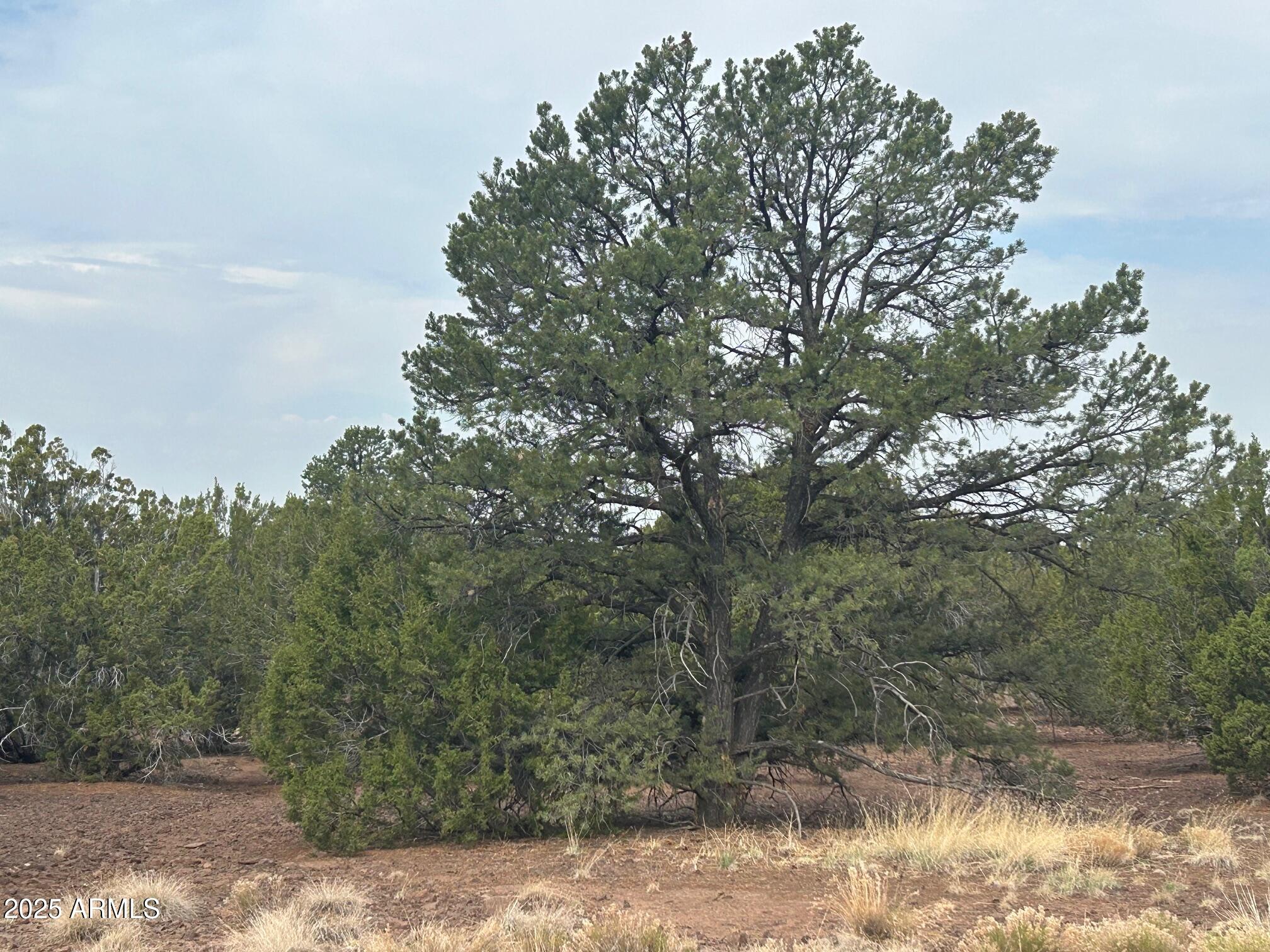 lot 2 Stanford Drive 2, Vernon, AZ 85940 — Photo 1 of 10