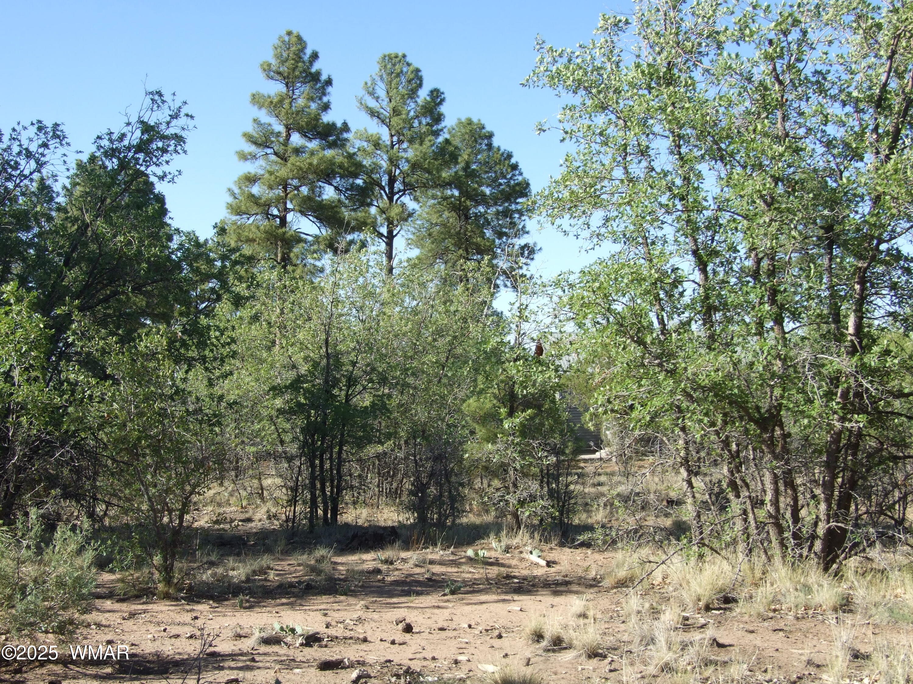 Parcel E Lamb Dr, Pinedale, AZ 85934 — Photo 1 of 8