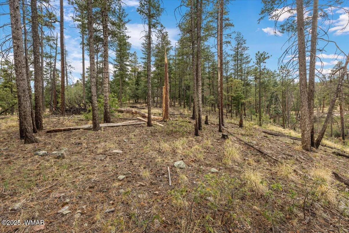 14 County Rd 2074, Alpine, AZ 85920 — Photo 1 of 9