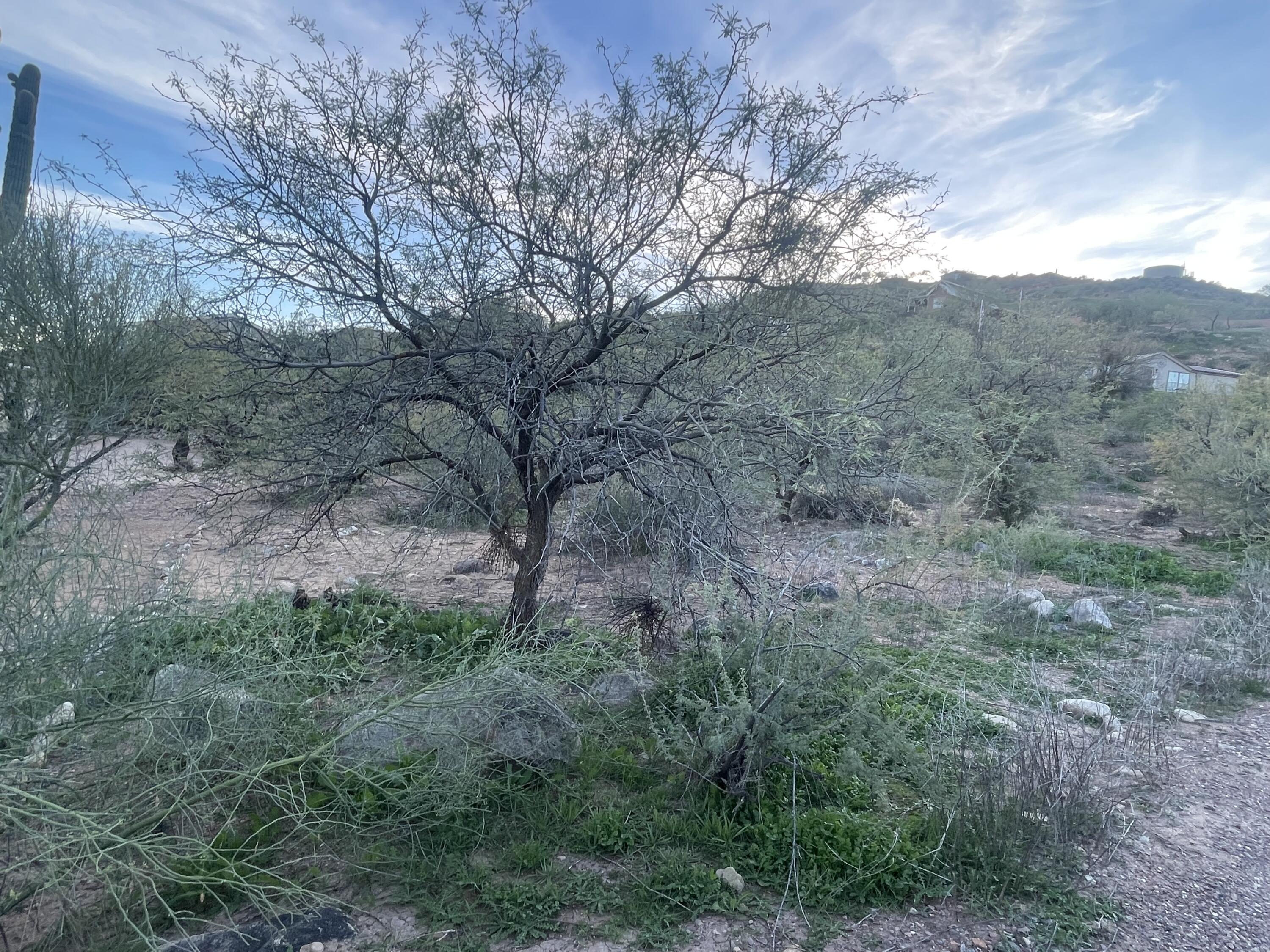 68 Saguaro Road, Tonto Basin, AZ 85553 — Photo 1 of 8