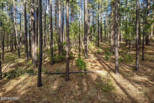 15 COUNTY ROAD 2083 10, Alpine, AZ 85920