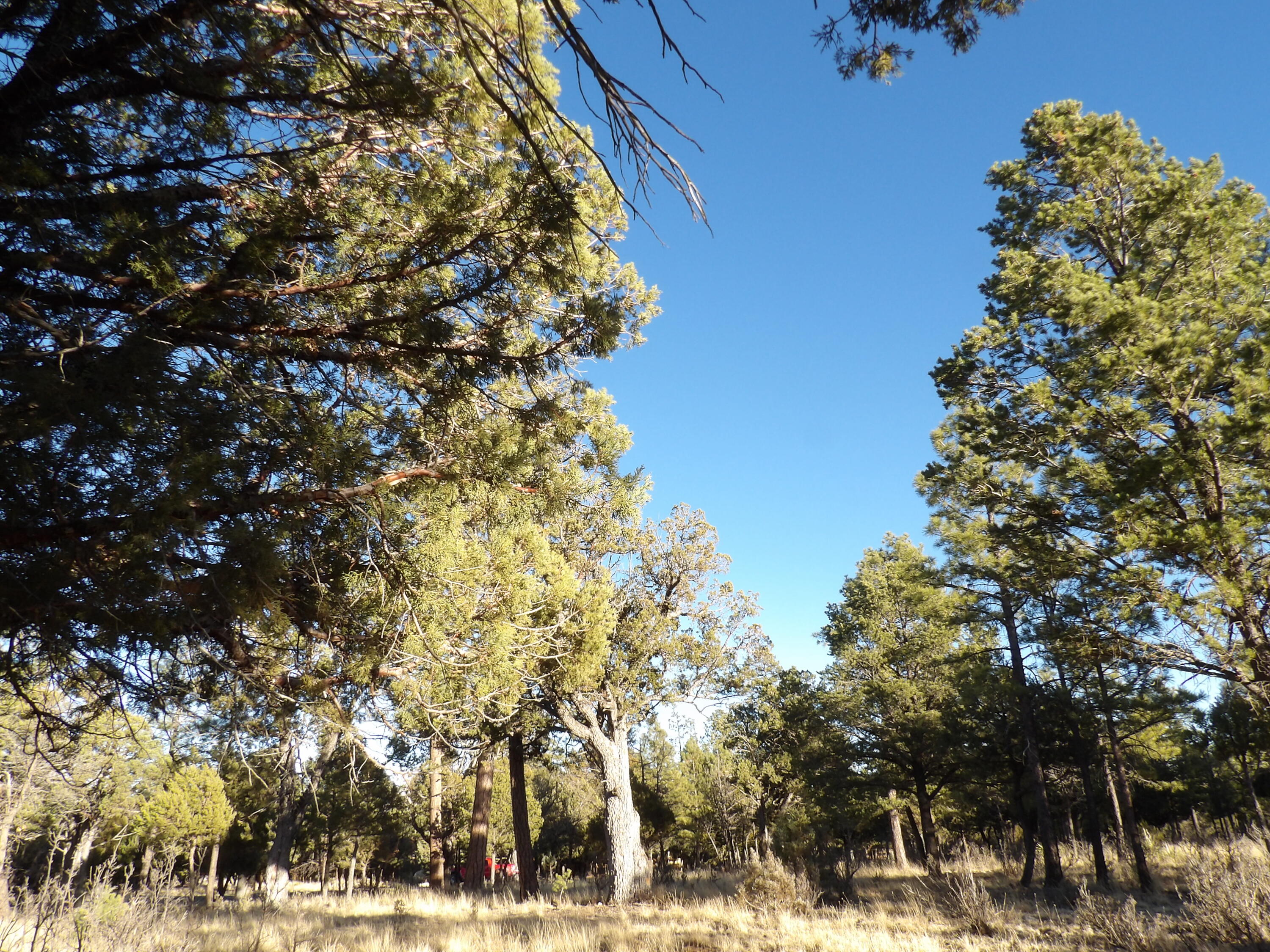 2570 Kettle Way, Happy Jack, AZ 86024 — Photo 1 of 21