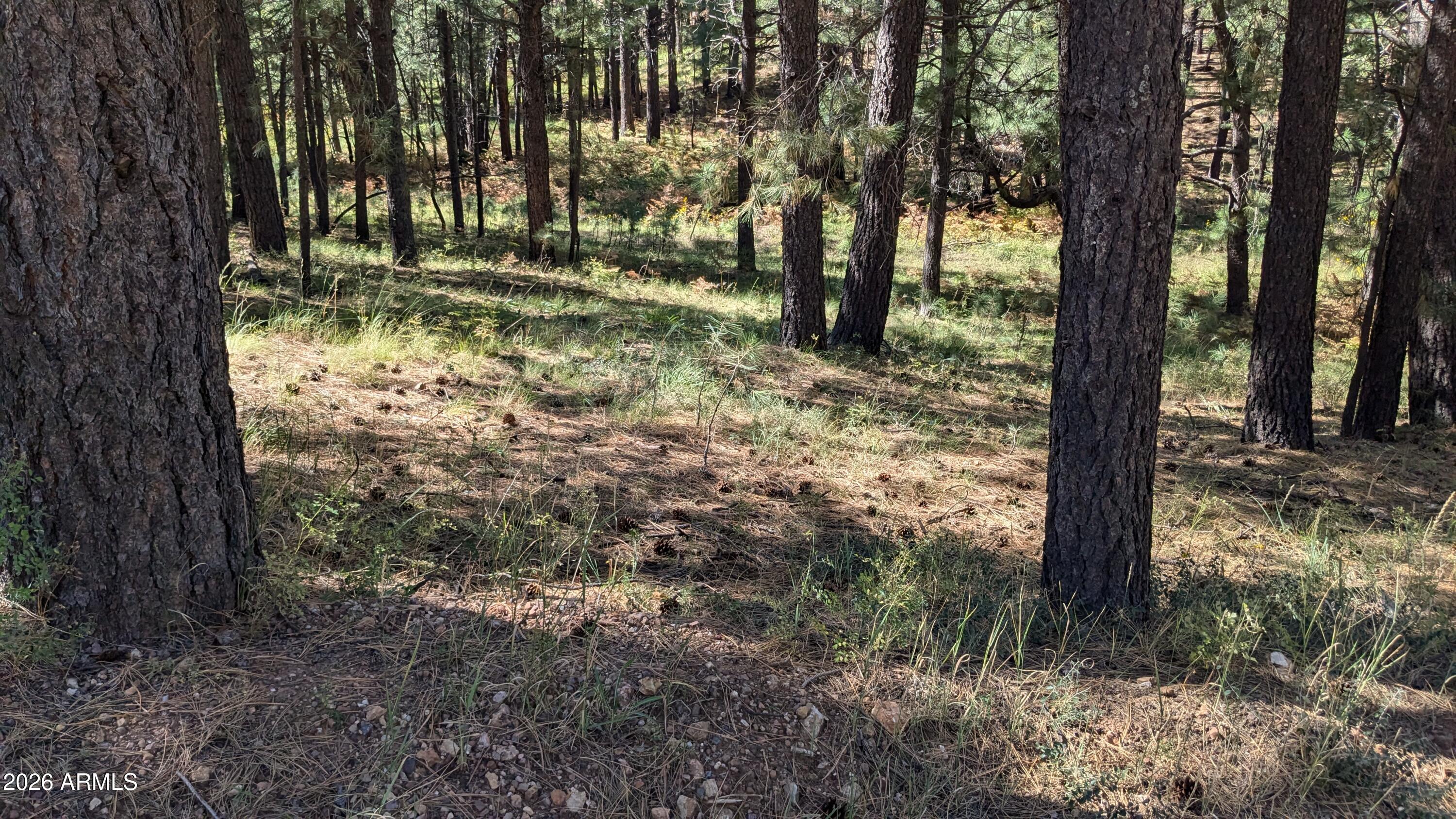 1878 SHEEP SPRINGS Road 427, Forest Lakes, AZ 85931 — Photo 1 of 22