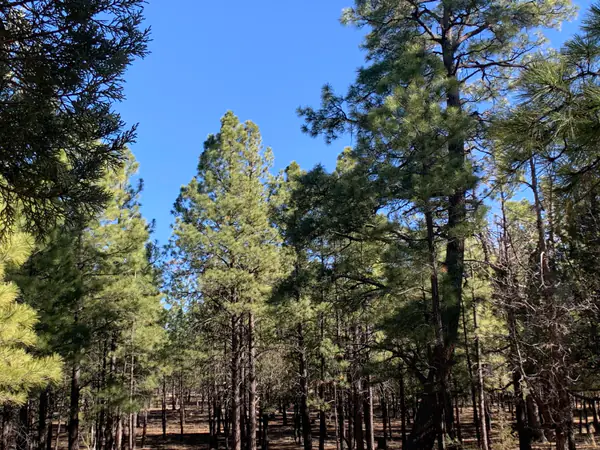 4566 Hackamore Way, Happy Jack, AZ 86024