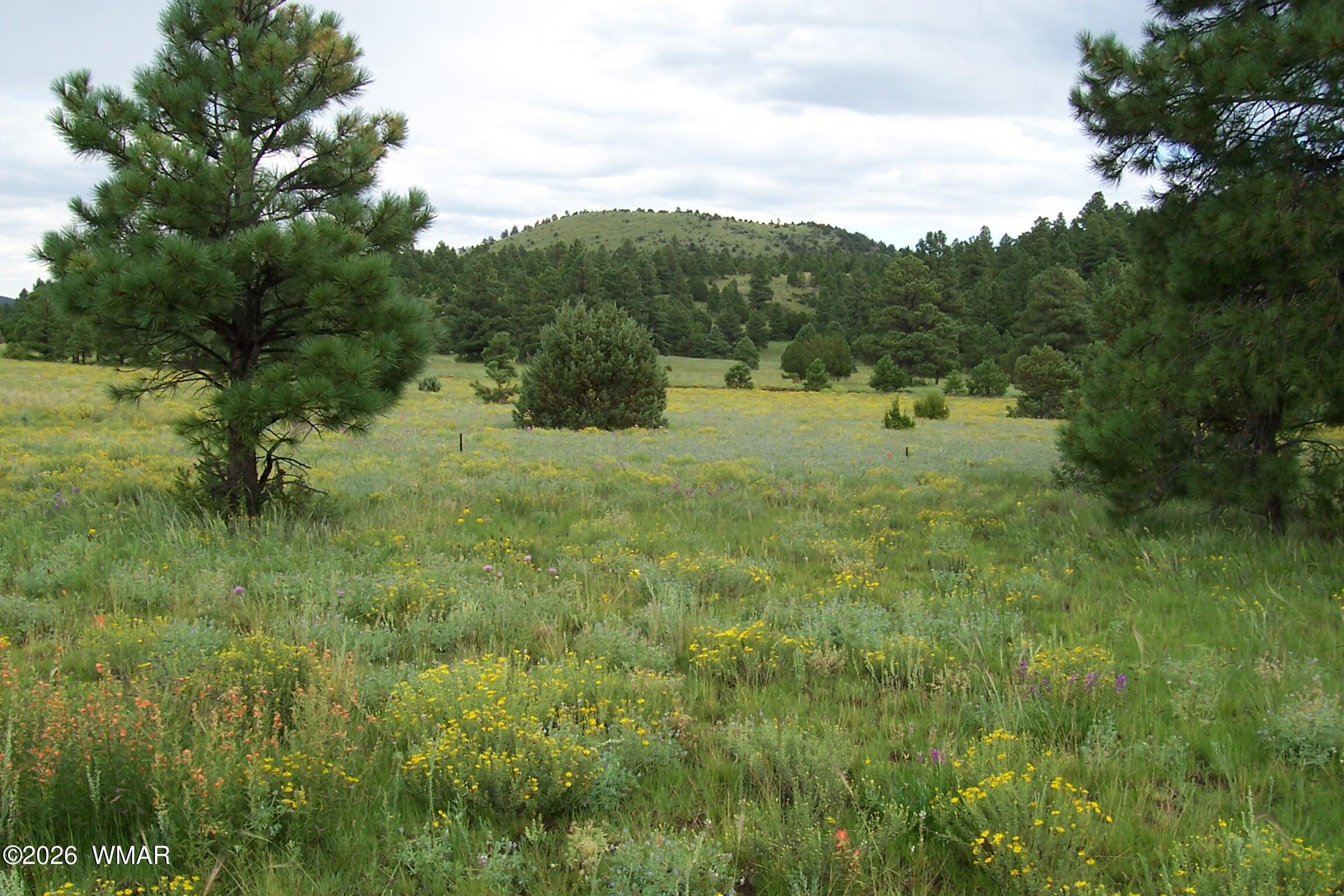 Lot 5 Red Cabin Ranch Unit II, Vernon, AZ 85940 — Photo 1 of 12