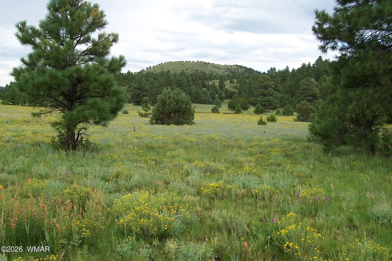 Lot 5 Red Cabin Ranch Unit II, Vernon, AZ 85940 — Photo 1 of 12