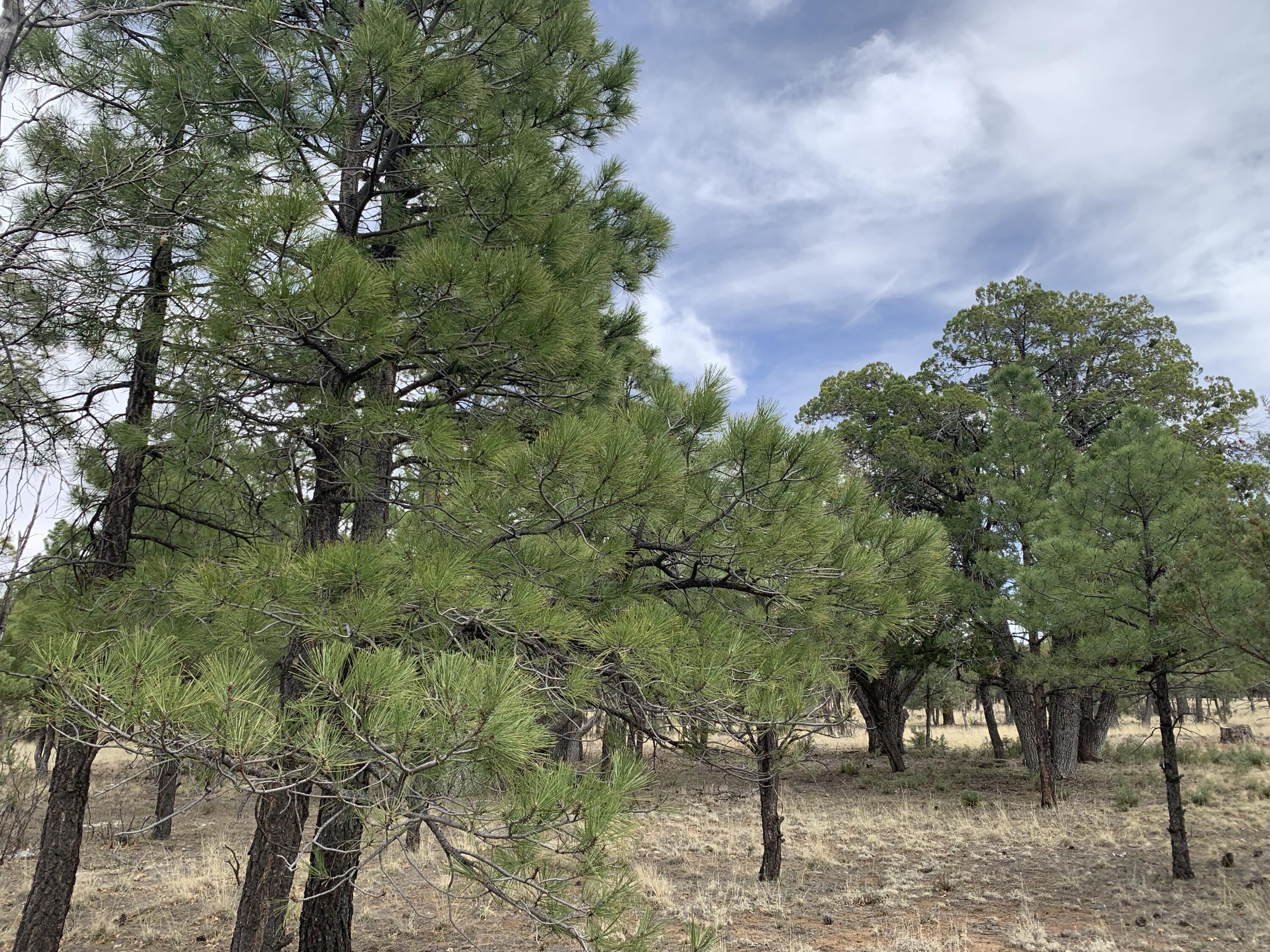 4173 Durango Drive, Happy Jack, AZ 86024 — Photo 1 of 12