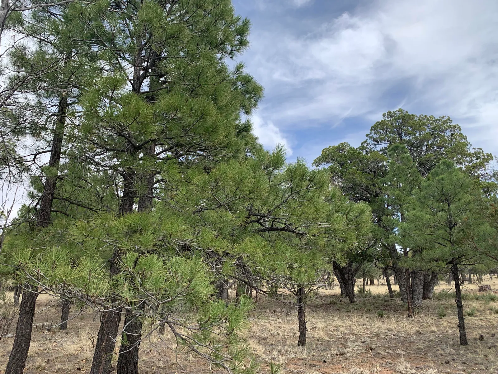 4173 Durango Drive, Happy Jack, AZ 86024 — Photo 1 of 12