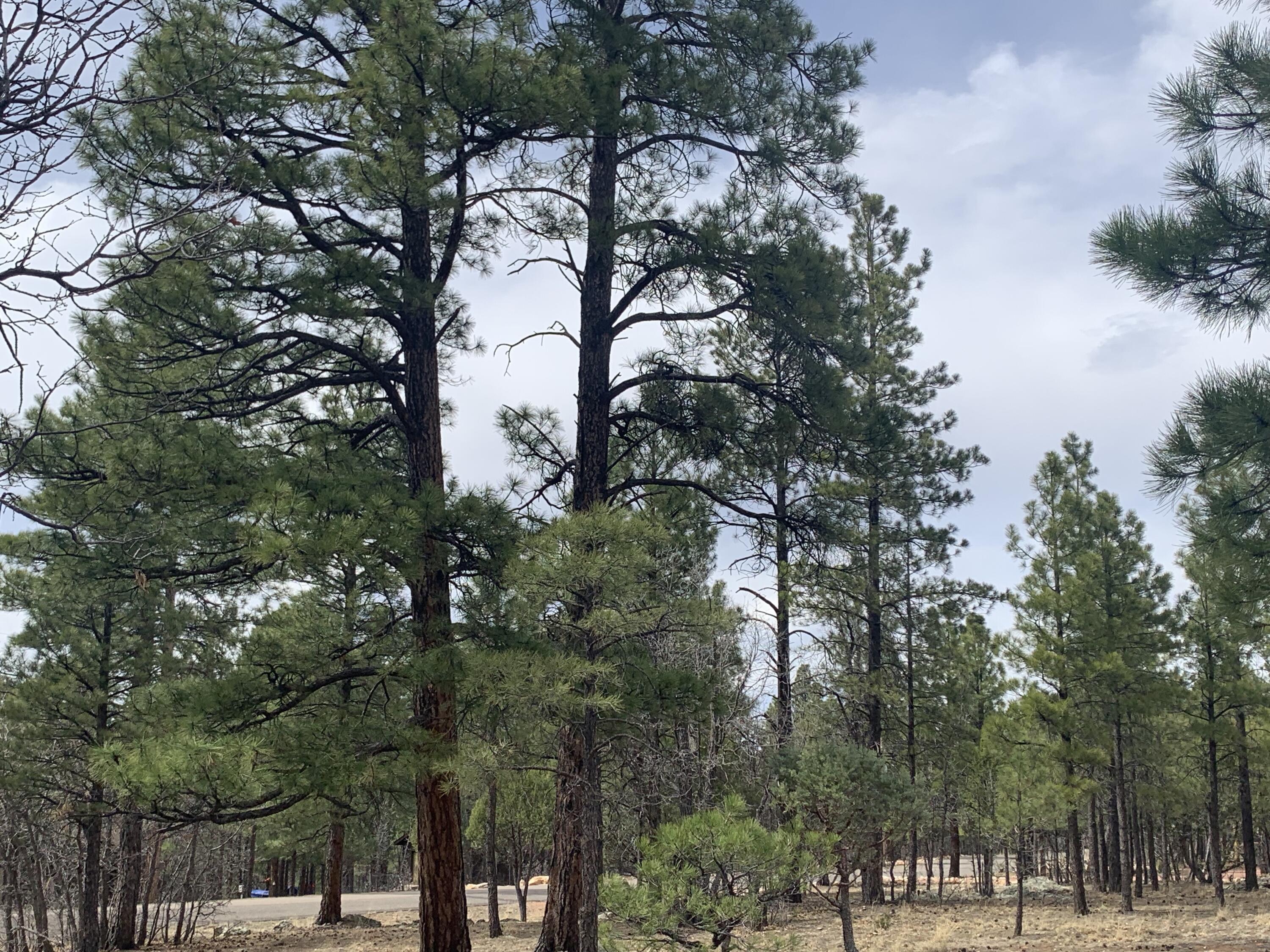 4333 Horseshoe Drive, Happy Jack, AZ 86024 — Photo 1 of 10