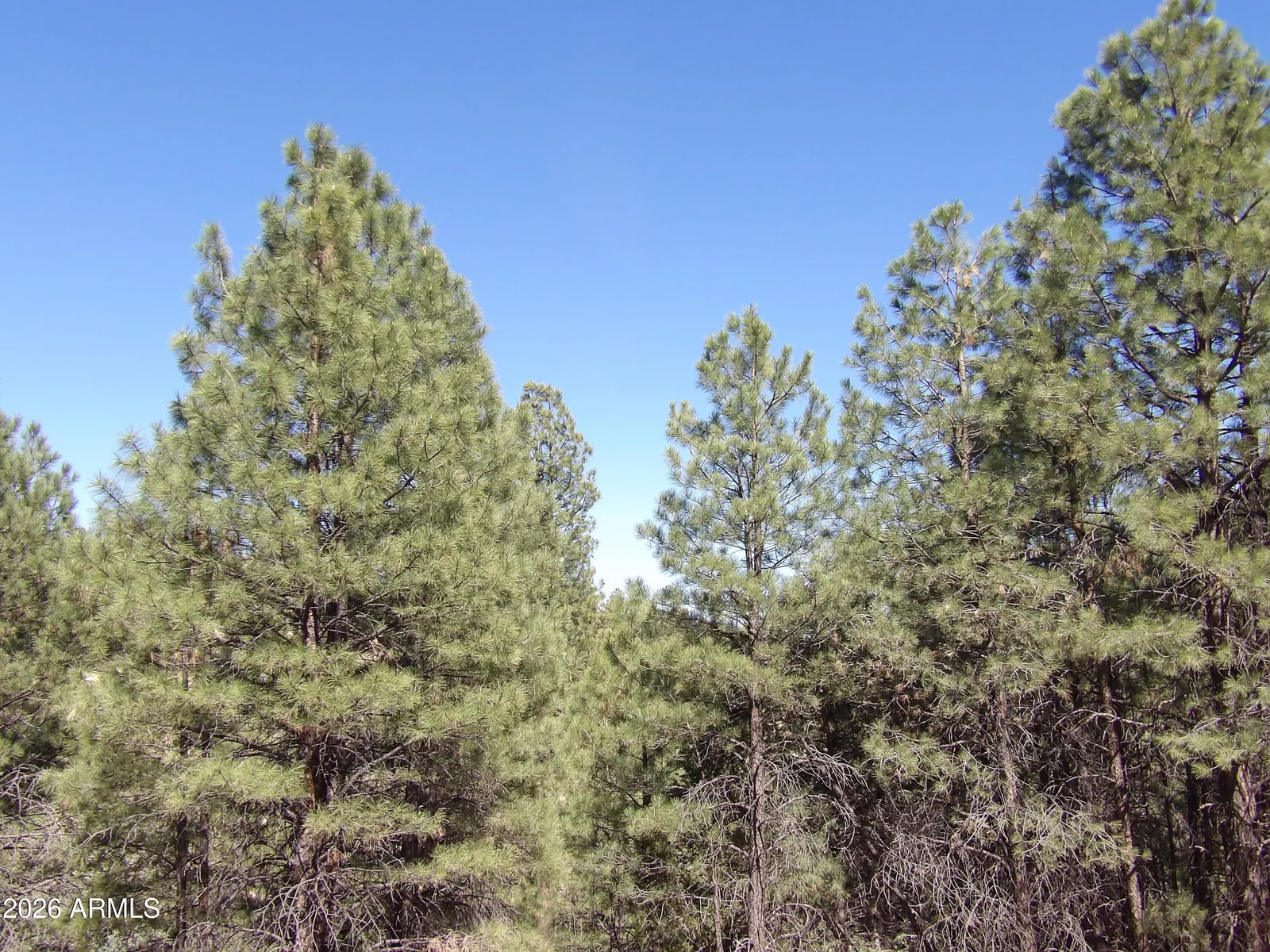 1601 MOQUI Drive 77, Happy Jack, AZ 86024 — Photo 1 of 12