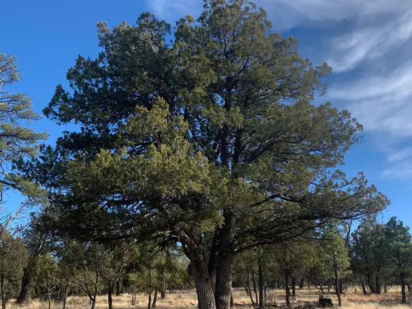 2321 San Juan Drive, Happy Jack, AZ 86024