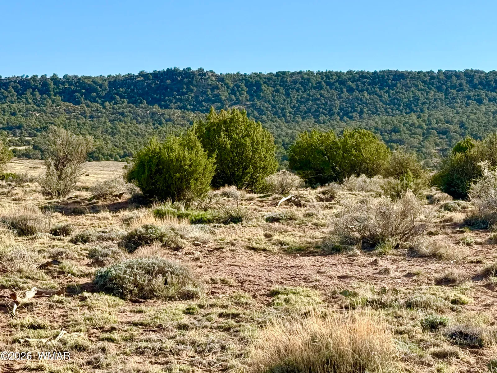 85 Co Road 8500 40 Acres, Concho, AZ 85924 — Photo 1 of 46