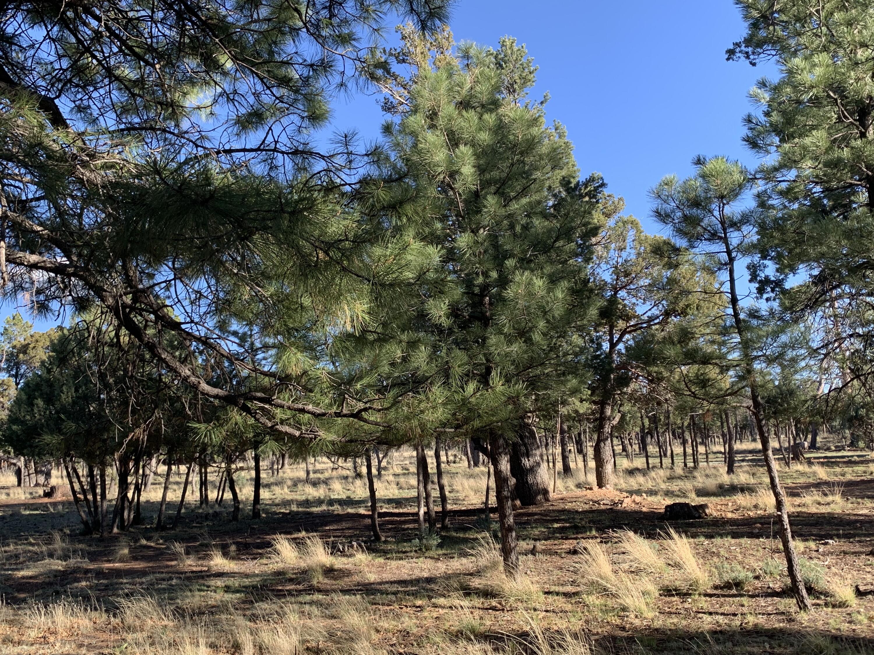 5732 Raton Circle, Happy Jack, AZ 86024 — Photo 1 of 10