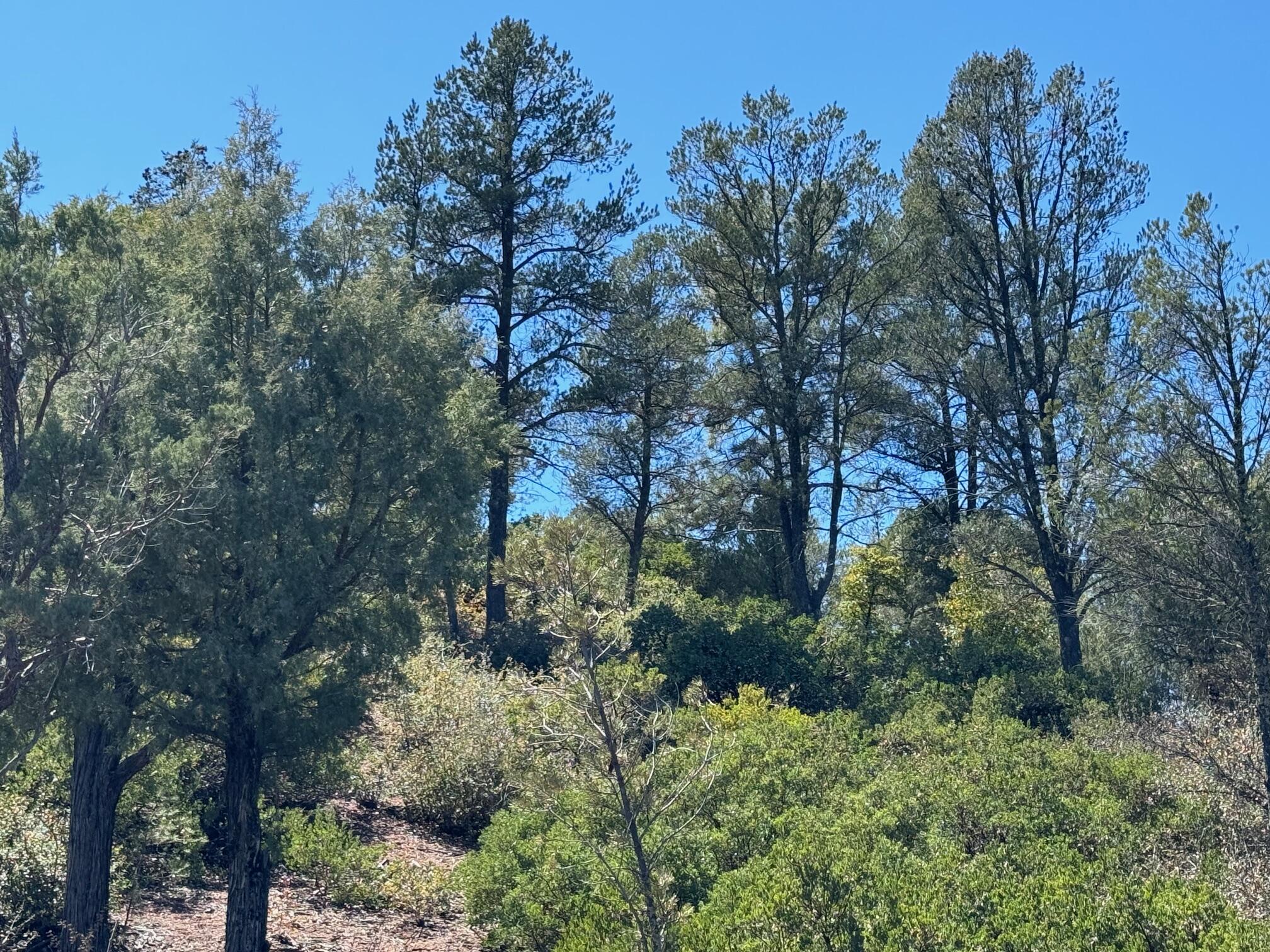 912 N Indian Paintbrush Circle, Payson, AZ 85541 — Photo 1 of 34