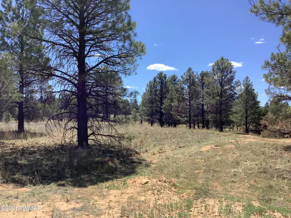 TBD Cedar Bark Trail, Overgaard, AZ 85933