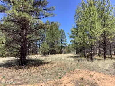 TBD Cedar Bark Trail, Overgaard, AZ 85933