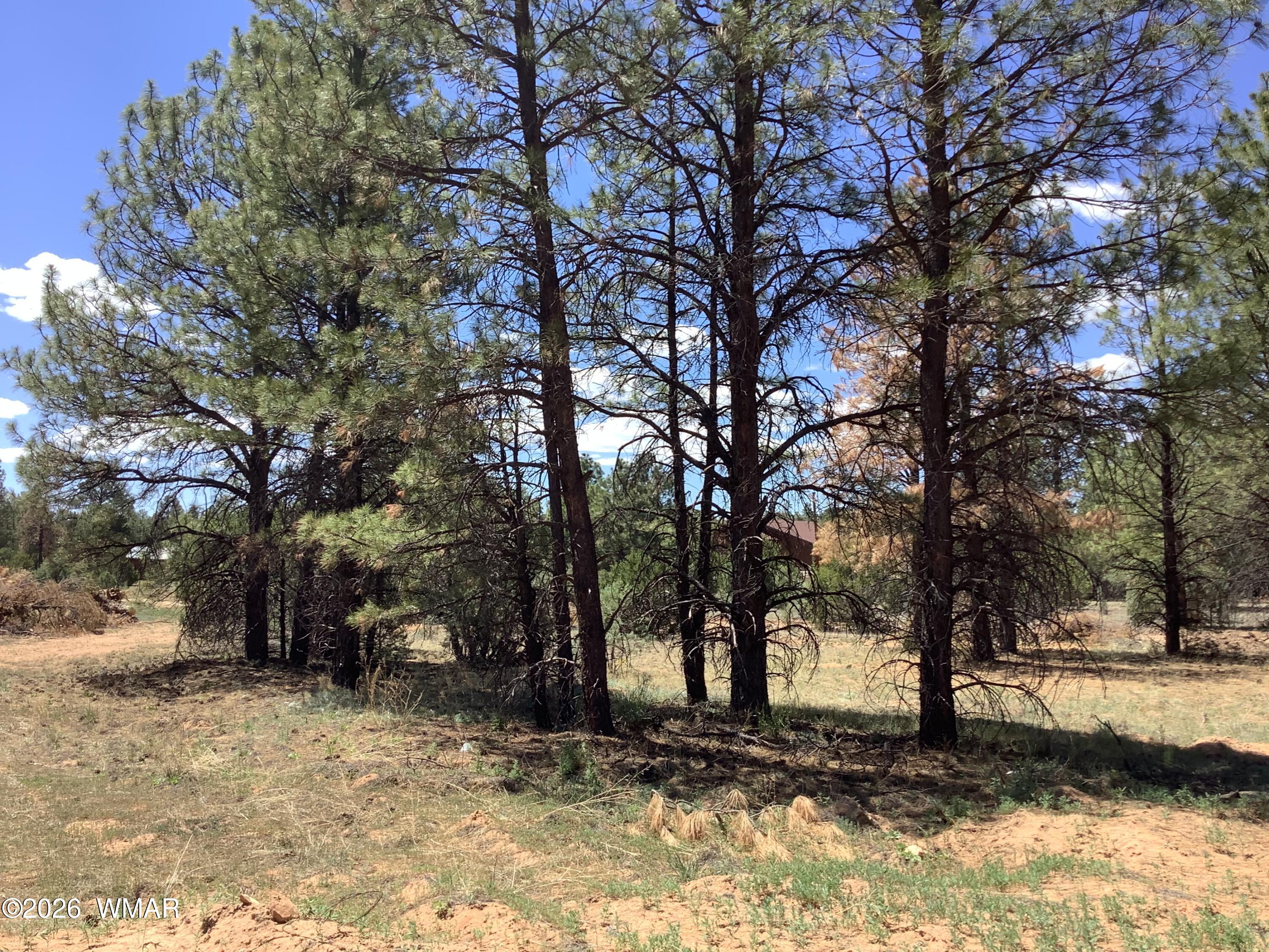 TBD Cedar Bark Trail, Overgaard, AZ 85933