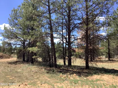 TBD Cedar Bark Trail, Overgaard, AZ 85933