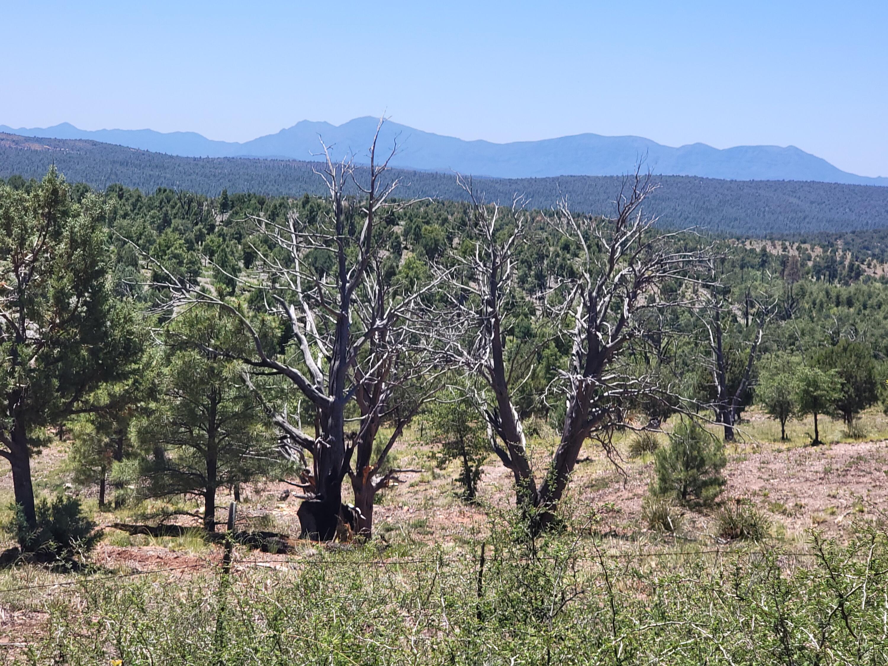 41 & 42 Antelope Trail, Payson, AZ 85541 — Photo 1 of 19