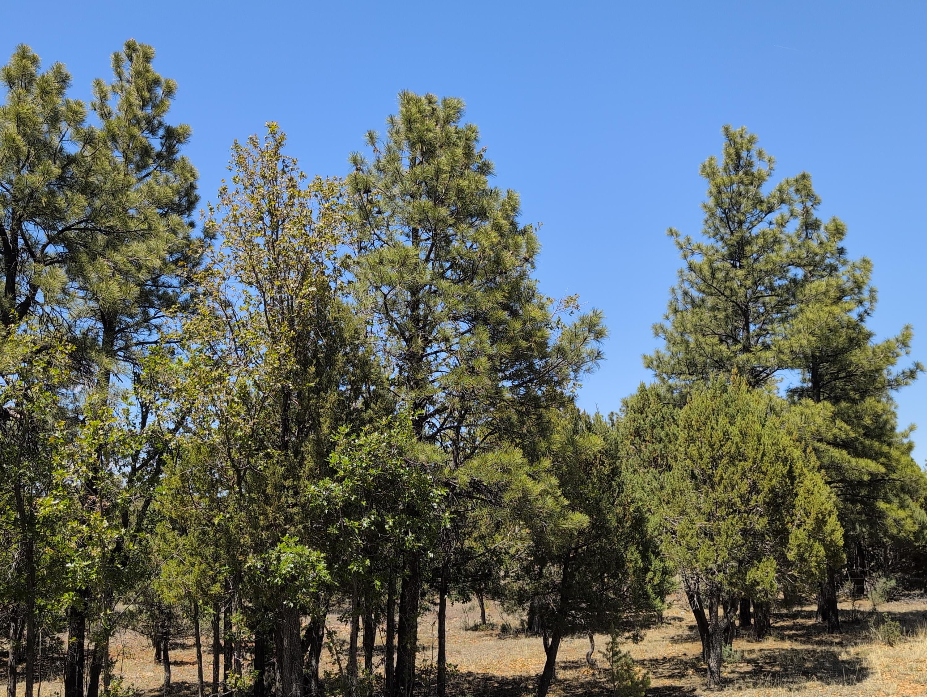 2869 Roundup Circle, Happy Jack, AZ 86024 — Photo 1 of 9