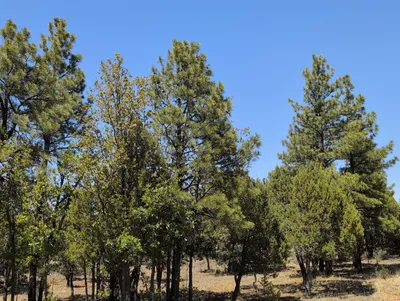 2869 Roundup Circle, Happy Jack, AZ 86024