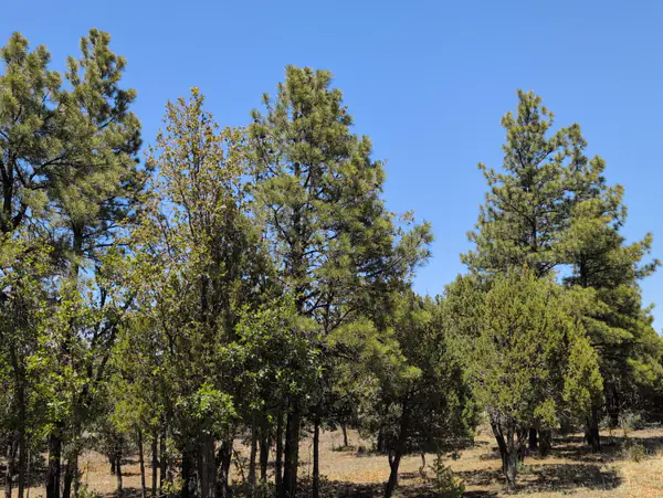 2869 Roundup Circle, Happy Jack, AZ 86024