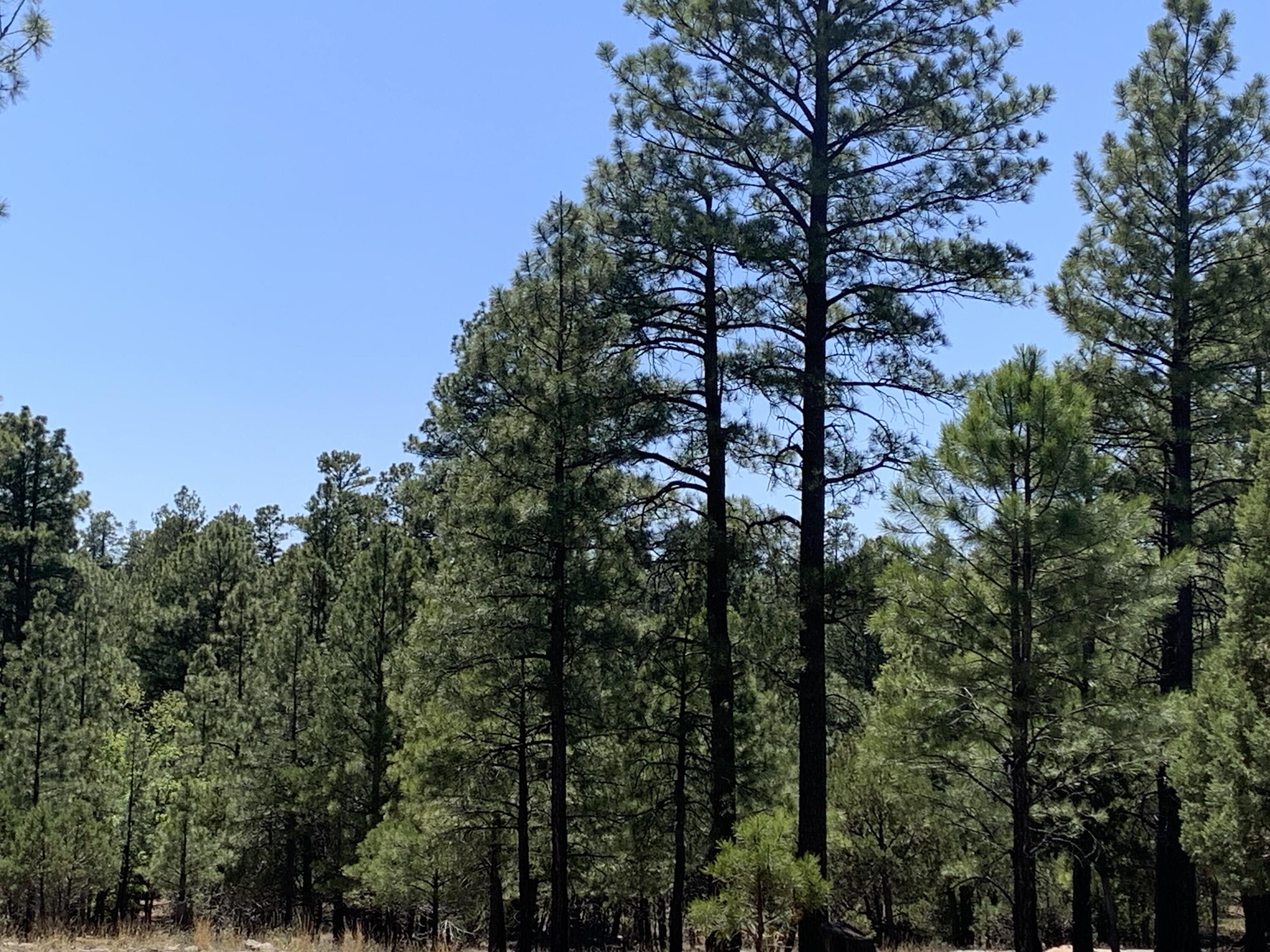 8761 8657 Mogollon Trail, Happy Jack, AZ 86024 — Photo 1 of 19