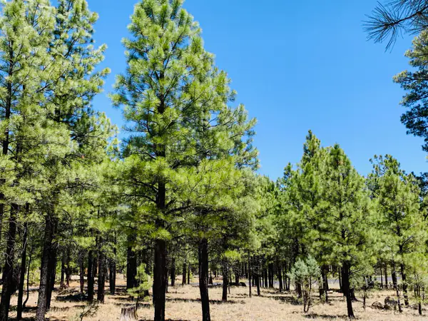 2185 Pine Canyon Drive, Happy Jack, AZ 86024