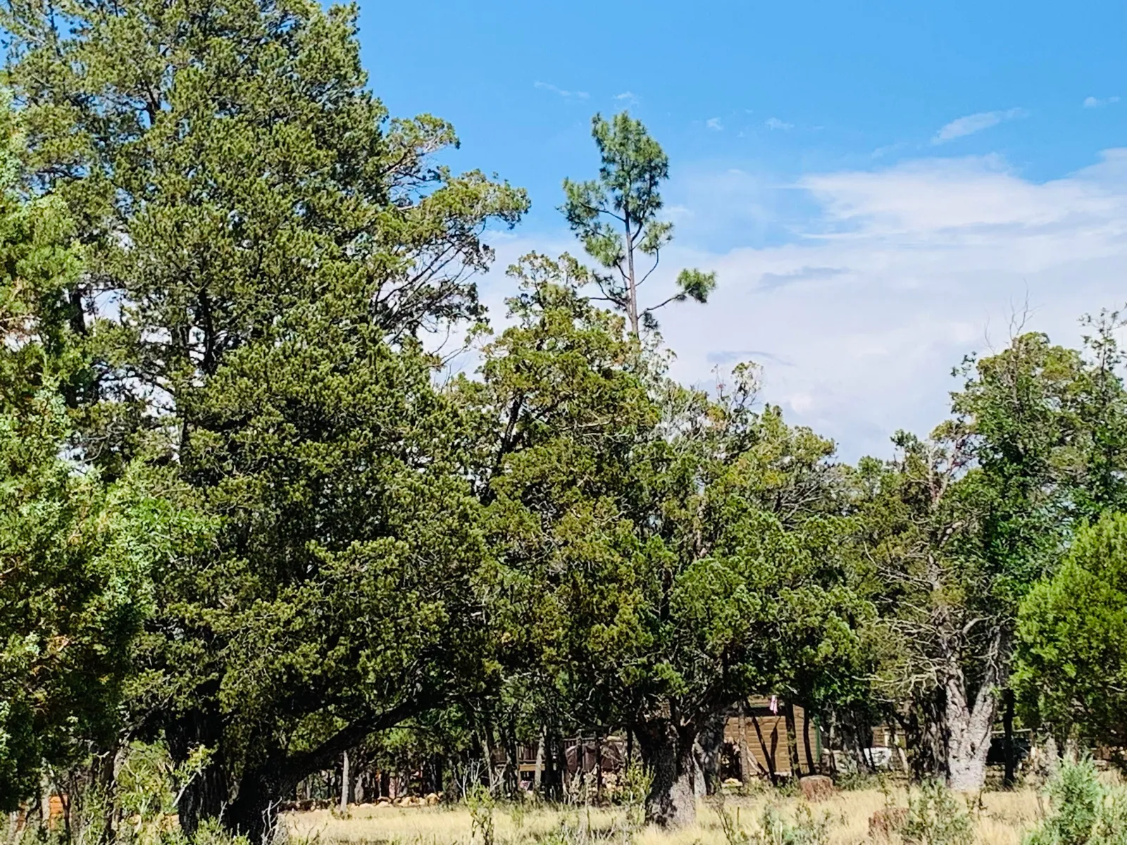 2277 Pine Crest Drive, Happy Jack, AZ 86024 — Photo 1 of 11