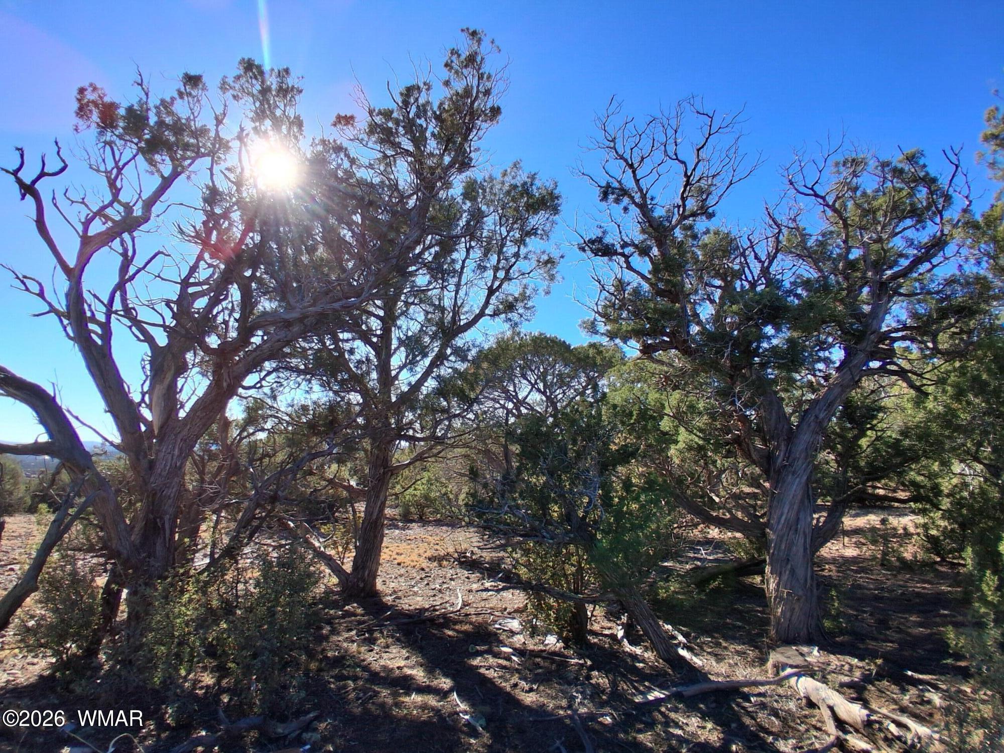 0203 County Road, Concho, AZ 85924 — Photo 1 of 5