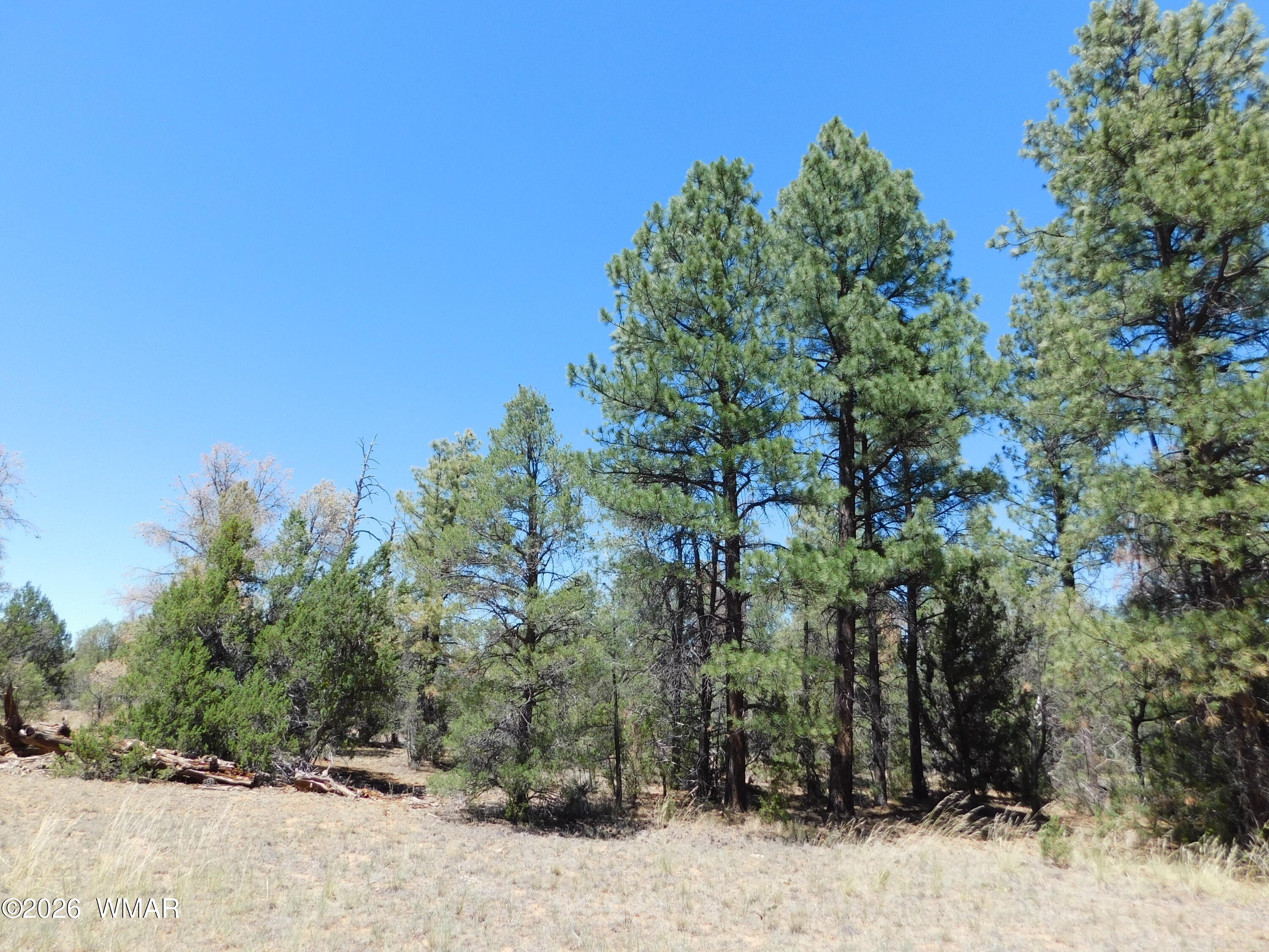 3100 PINEWOOD Drive 083B, Overgaard, AZ 85933 — Photo 1 of 11