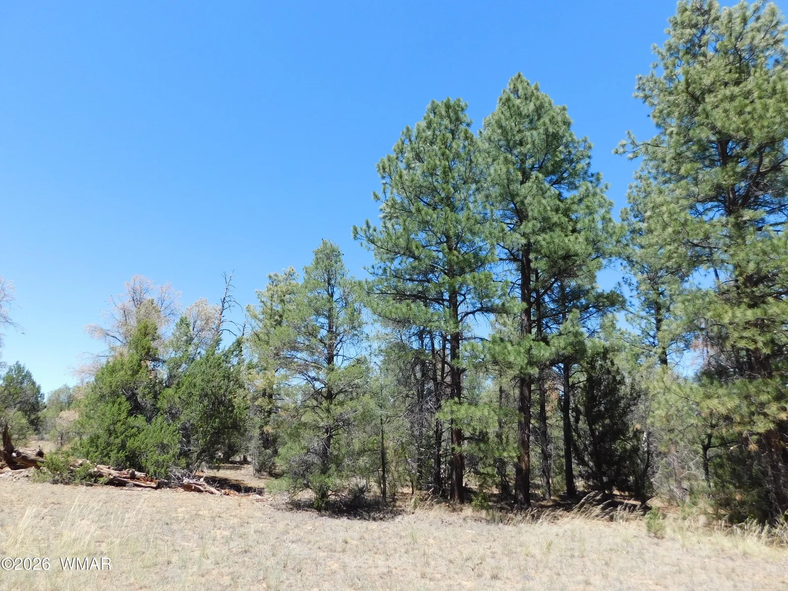 3100 PINEWOOD Drive 083B, Overgaard, AZ 85933 — Photo 1 of 11