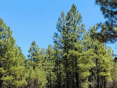 2319 Swan Lane, Happy Jack, AZ 86024