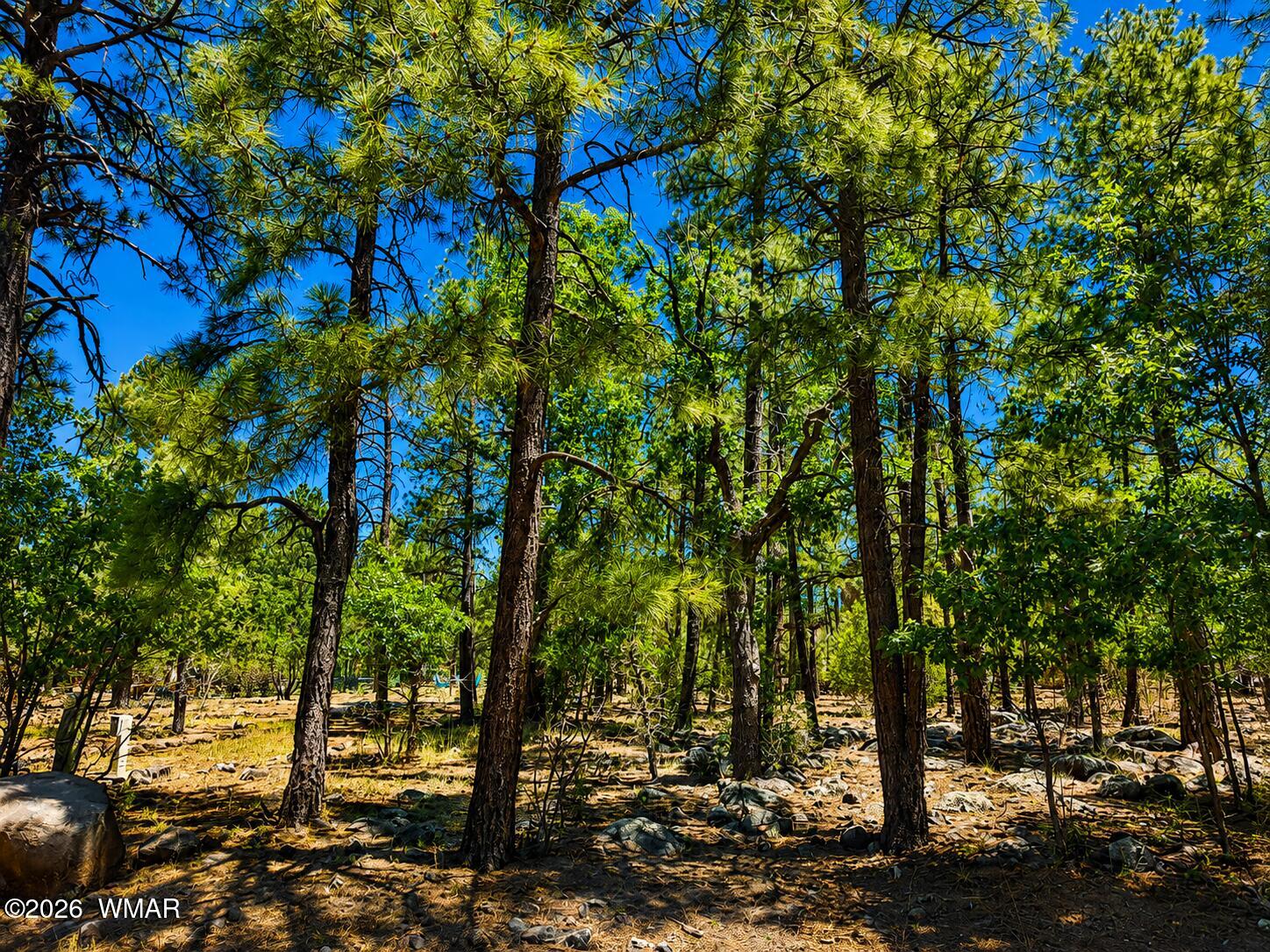 731 Pine Creek Drive, Lakeside, AZ 85929 — Photo 1 of 5
