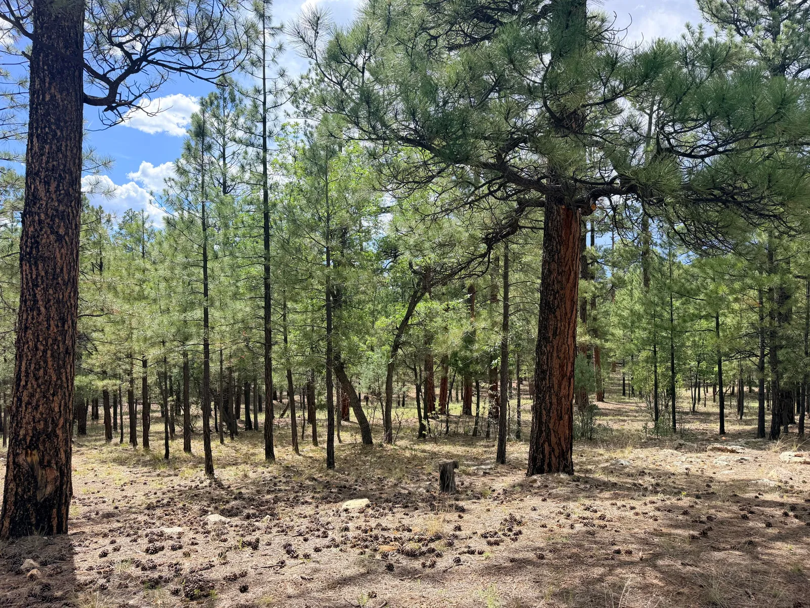 3212 Apache Drive, Happy Jack, AZ 86024 — Photo 1 of 14