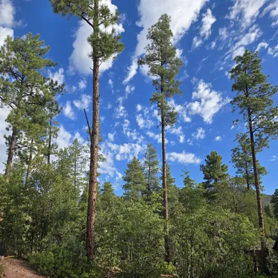 000 Forest Trail, Pine, AZ 85544