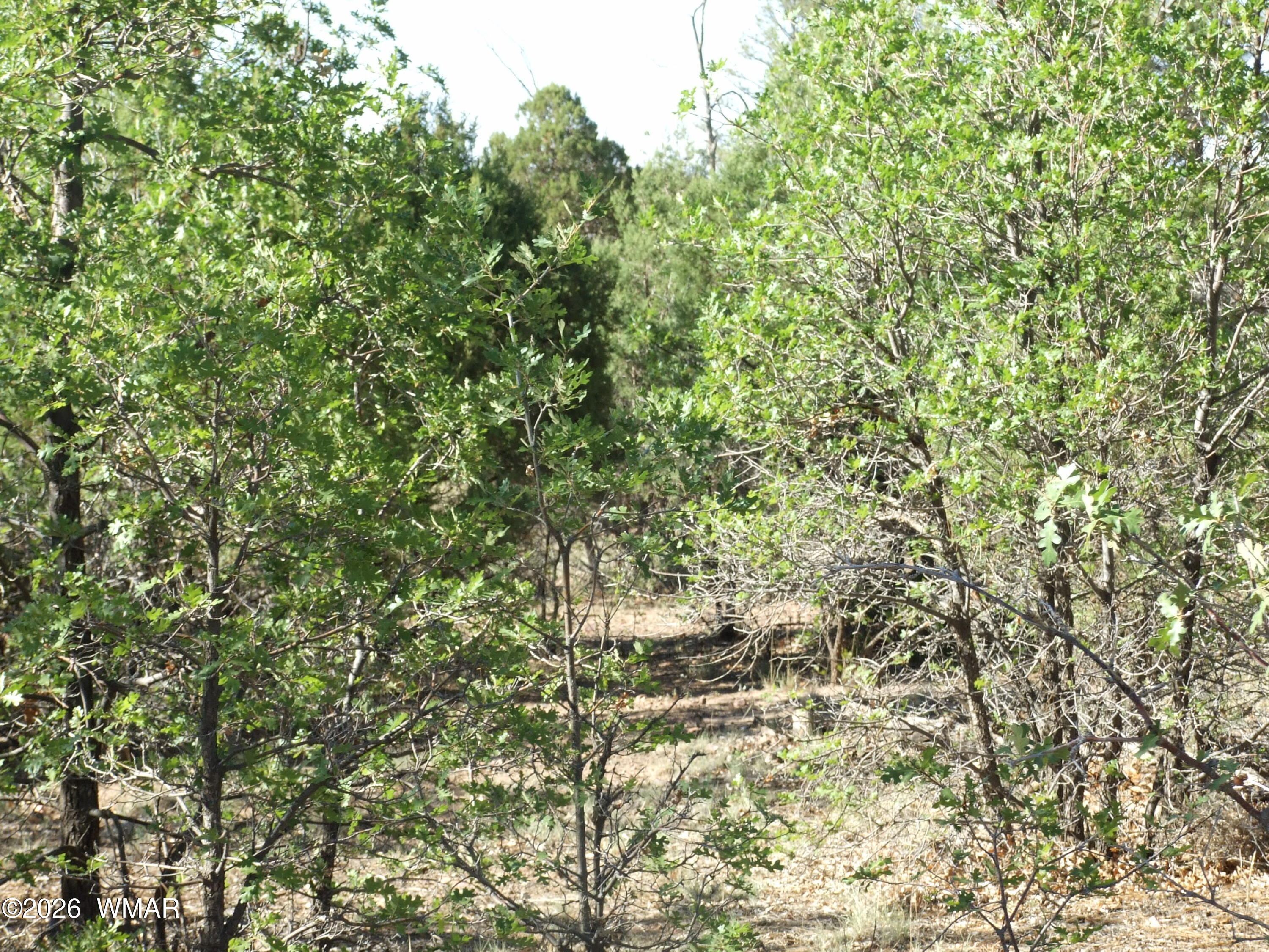 Lot C Lamb Drive, Pinedale, AZ 85934 — Photo 1 of 11