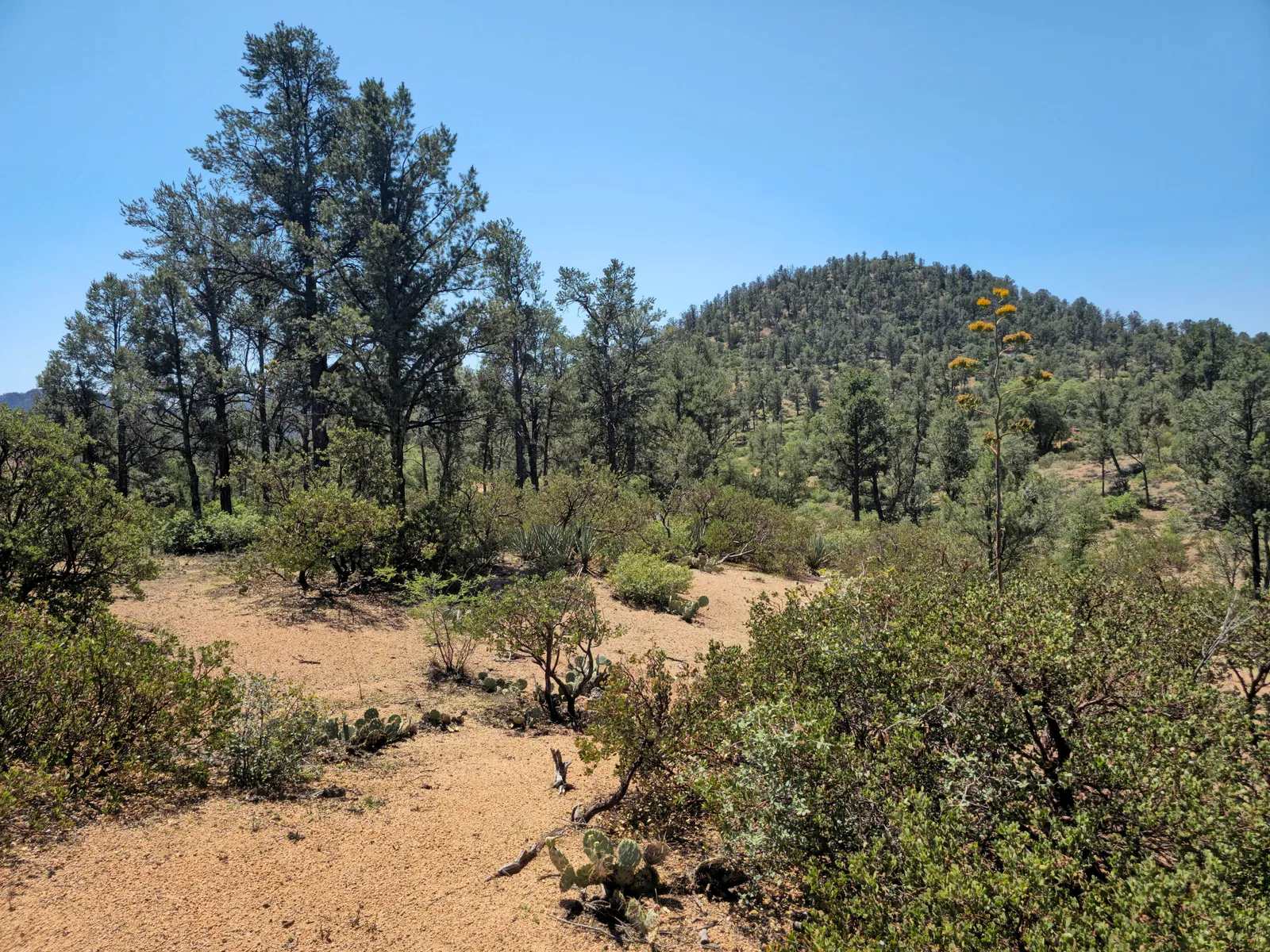 2400 E Rim Club Drive, Payson, AZ 85541 — Photo 1 of 7