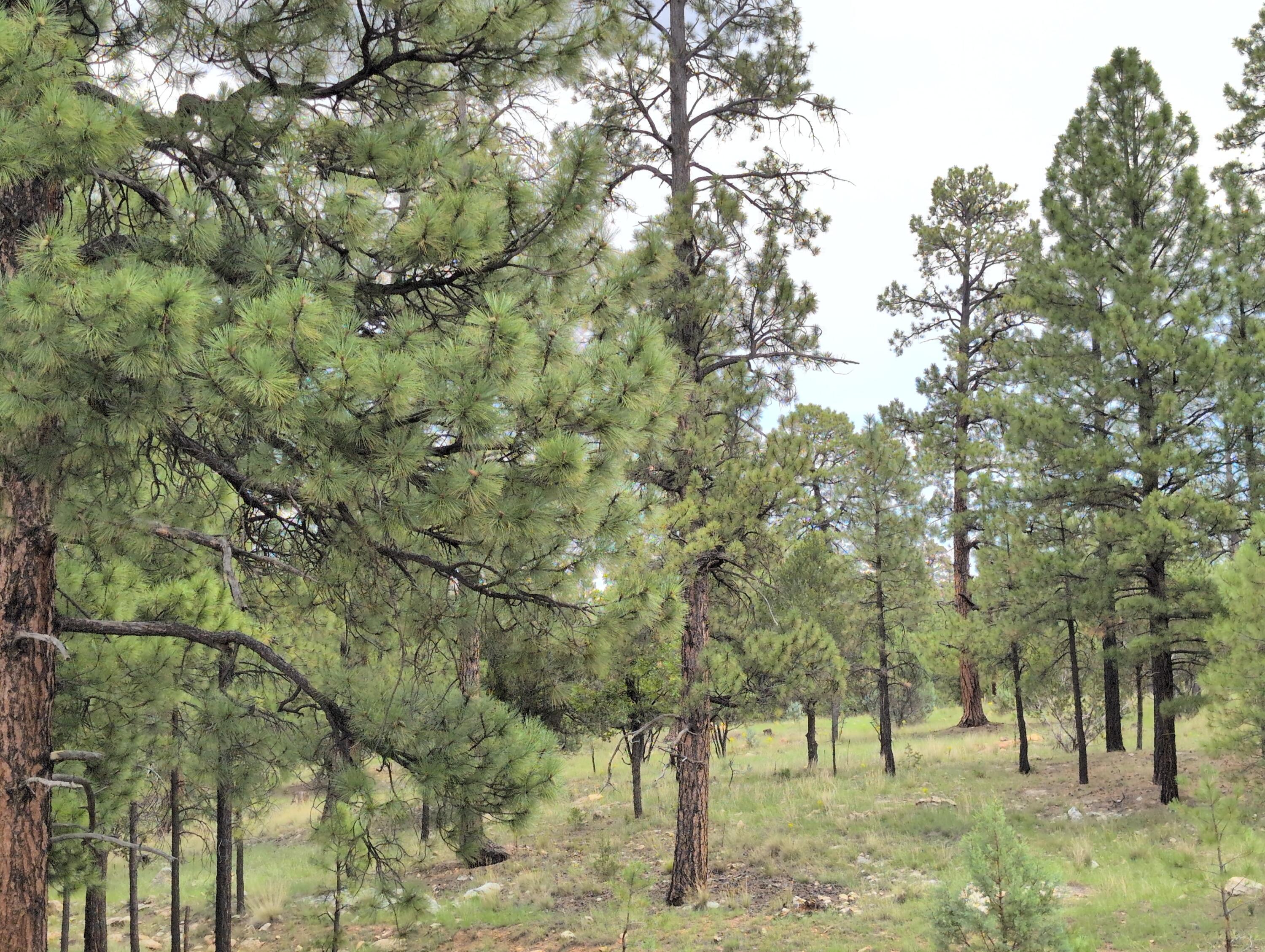 5141 Starlight Drive, Happy Jack, AZ 86024 — Photo 1 of 12