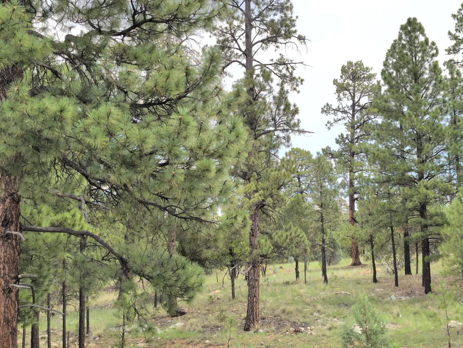 5141 Starlight Drive, Happy Jack, AZ 86024 — Photo 1 of 12
