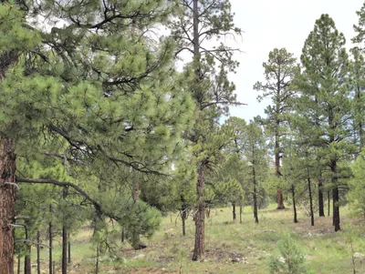 5141 Starlight Drive, Happy Jack, AZ 86024