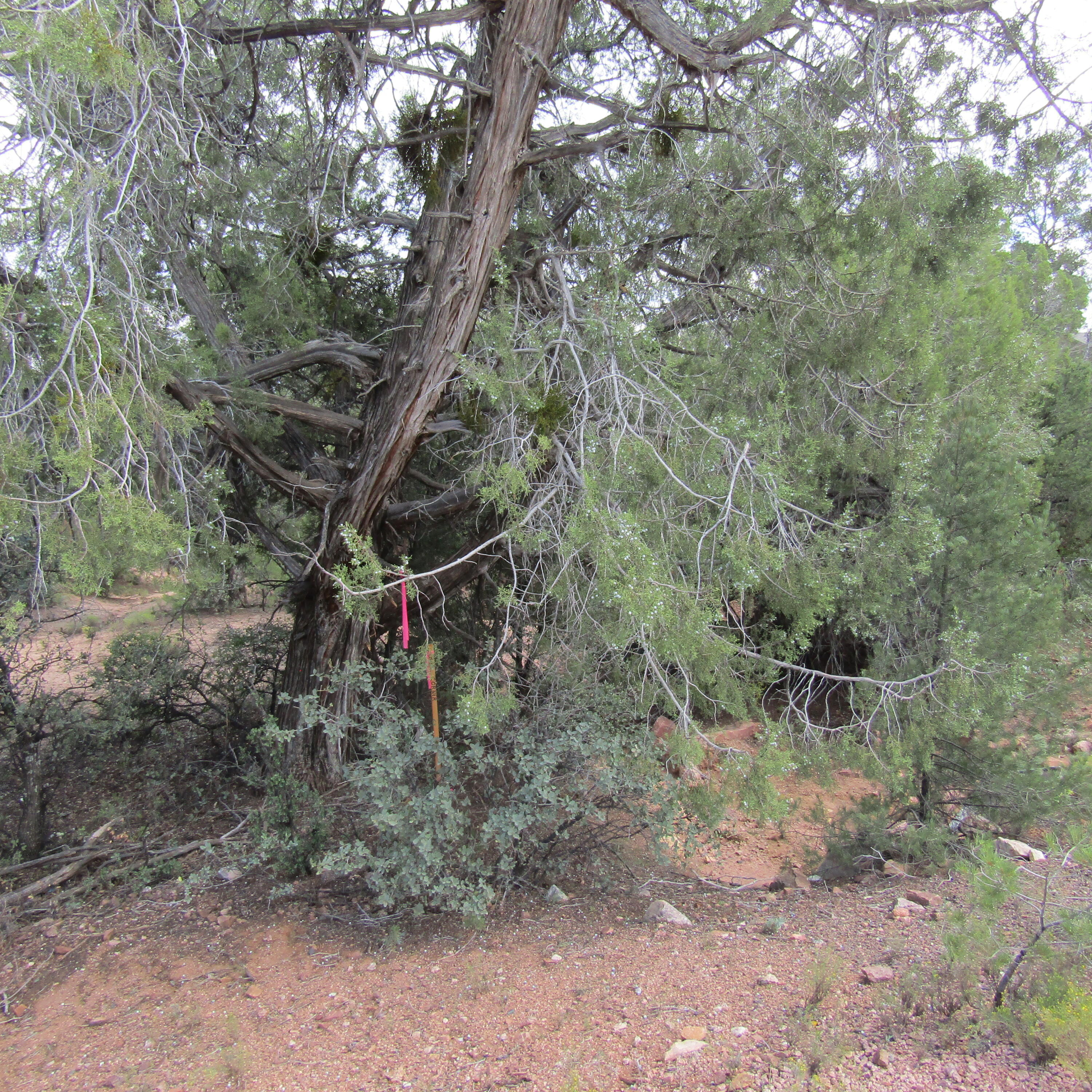 1209 N Heather Circle, Payson, AZ 85541 — Photo 1 of 1