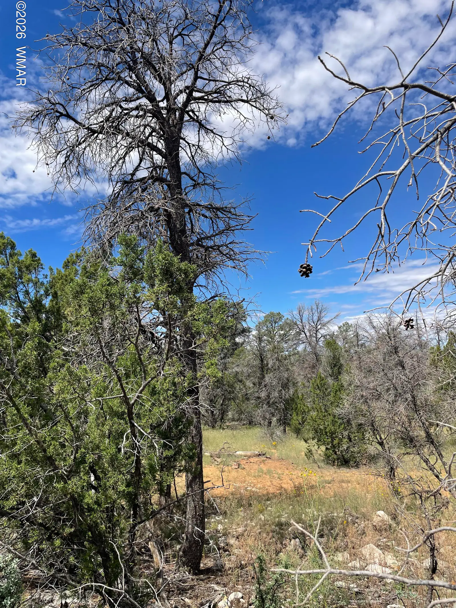 0001 Jeep Trail, Overgaard, AZ 85933 — Photo 1 of 6