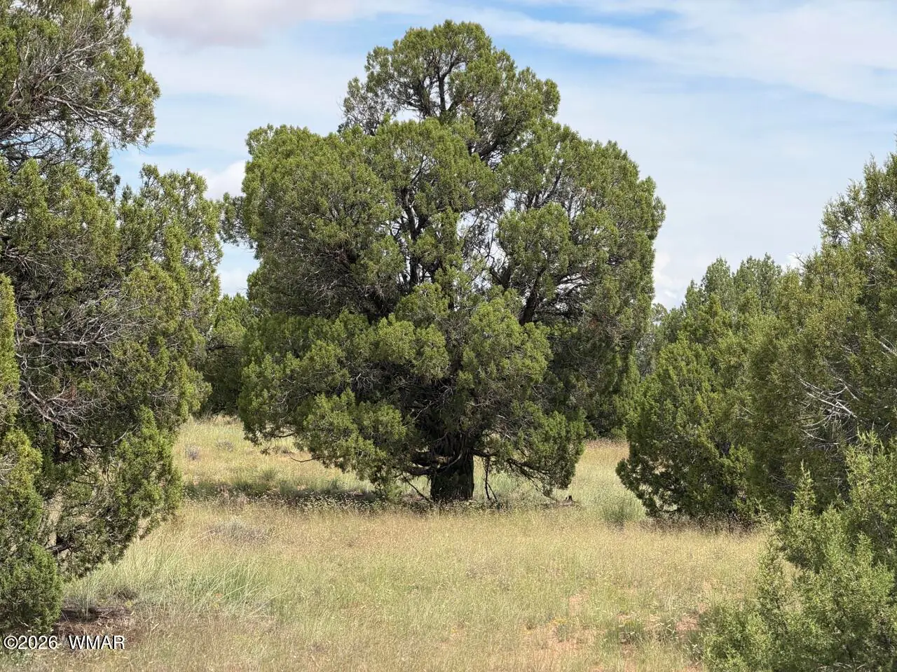 86 N5535 Road, Concho, AZ 85924 — Photo 1 of 14