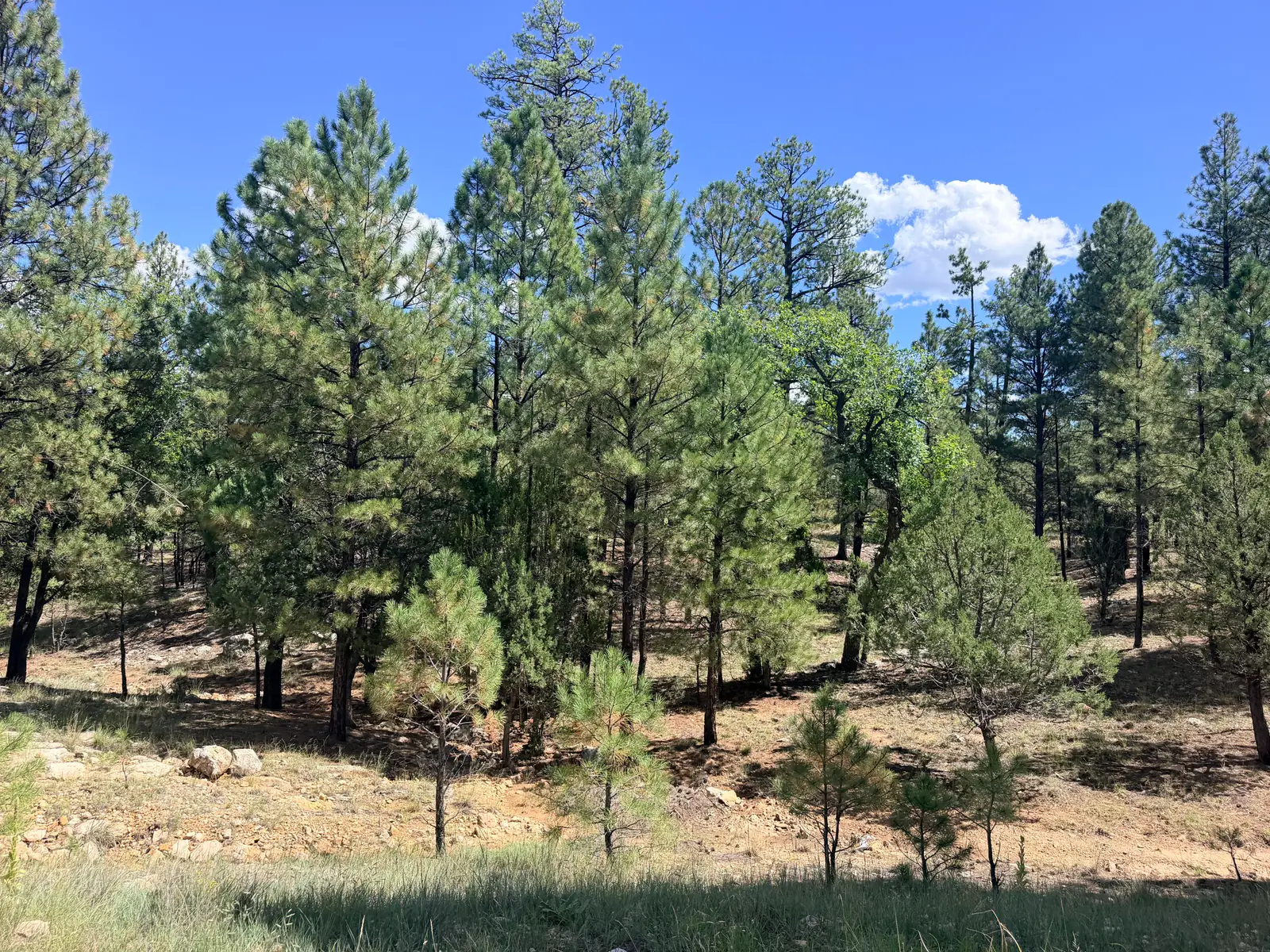 5155 Starlight Drive, Happy Jack, AZ 86024 — Photo 1 of 9